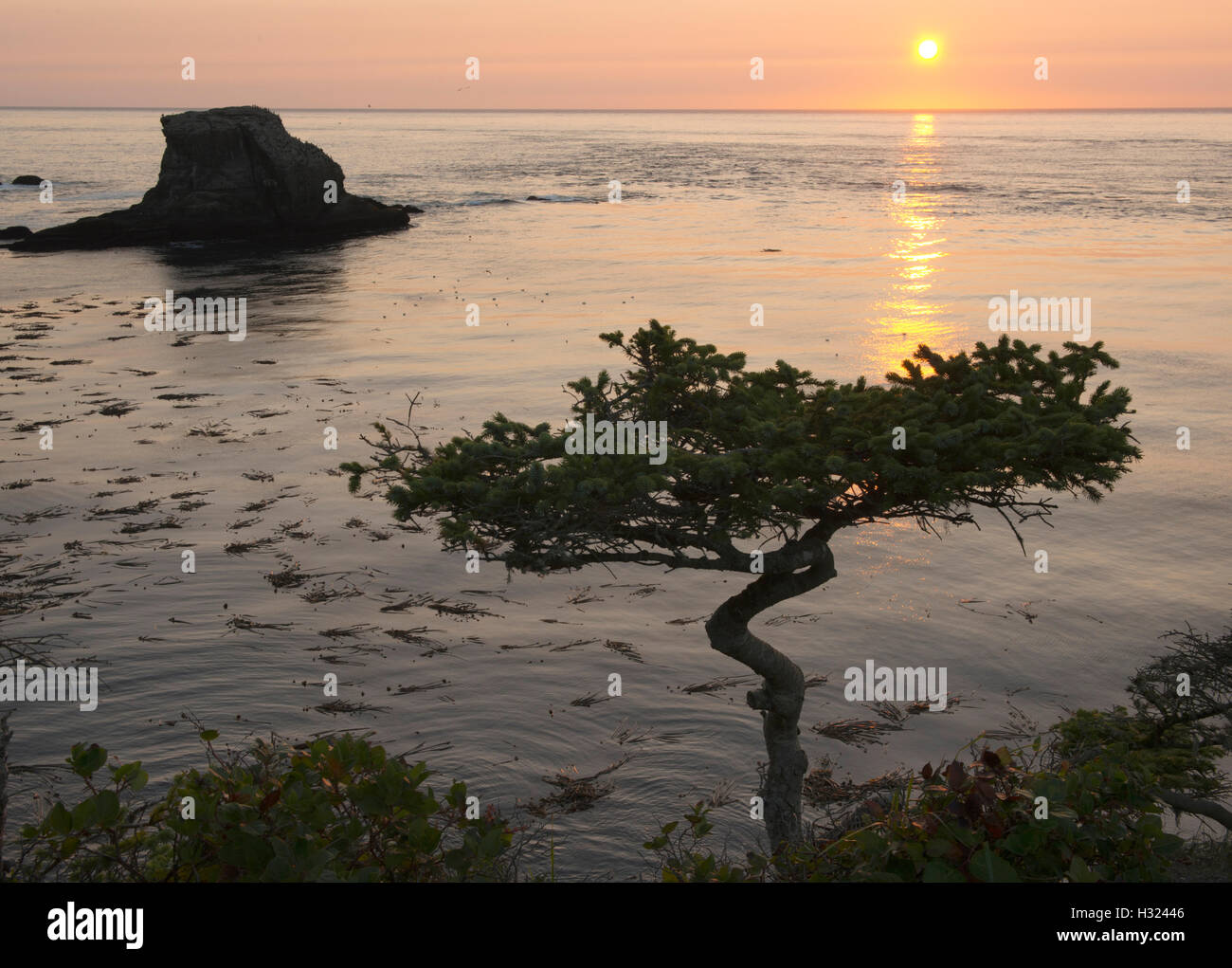 Sunset y retorcido árbol, Cape lisonjas, NW punta de 48 estados, la Península Olímpica, Washington Foto de stock