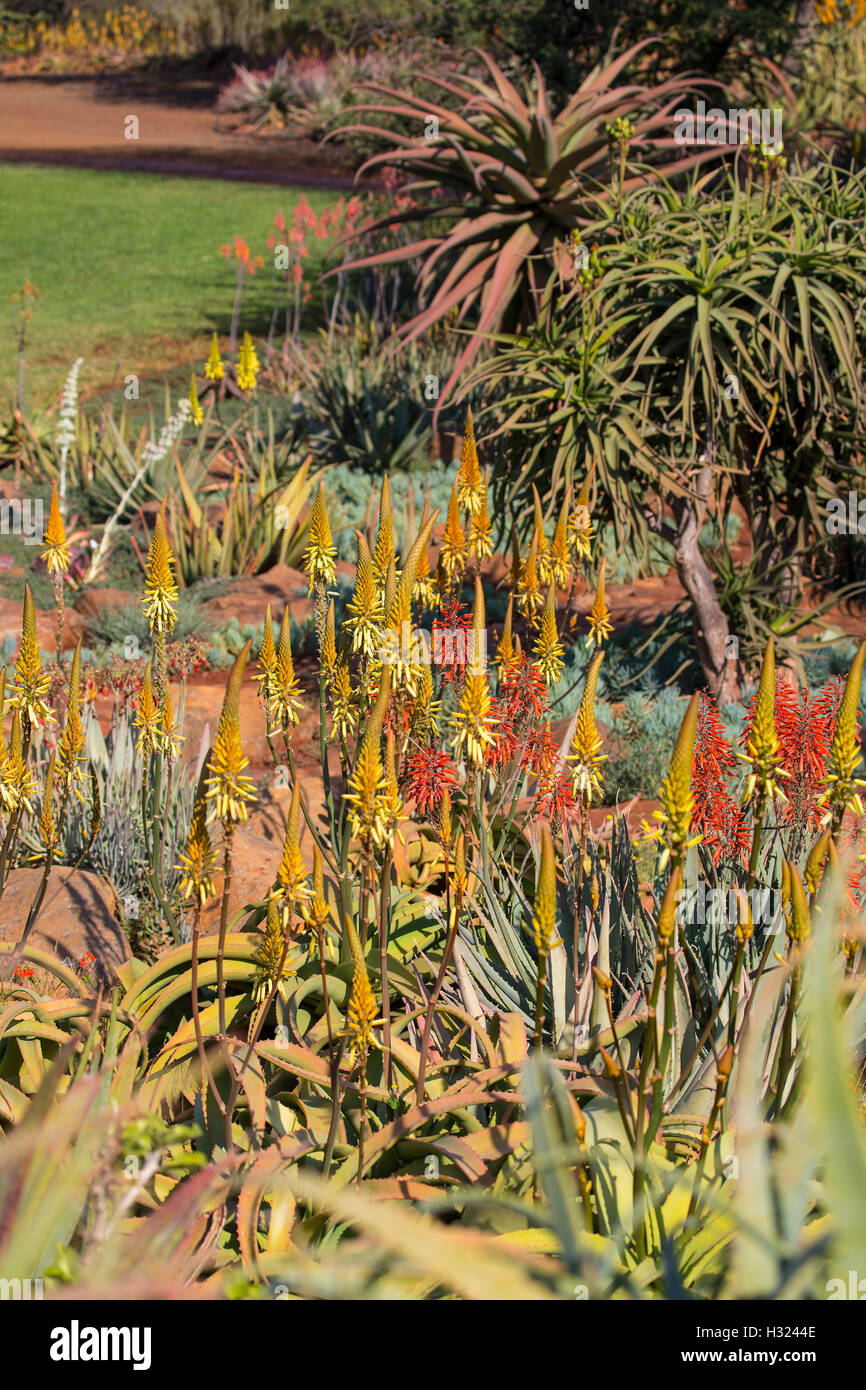Una colección de plantas de Aloe floración en Sudáfrica, donde grupos de amarillo, naranja o rojo flores tubulares, ángulo hacia abajo Foto de stock