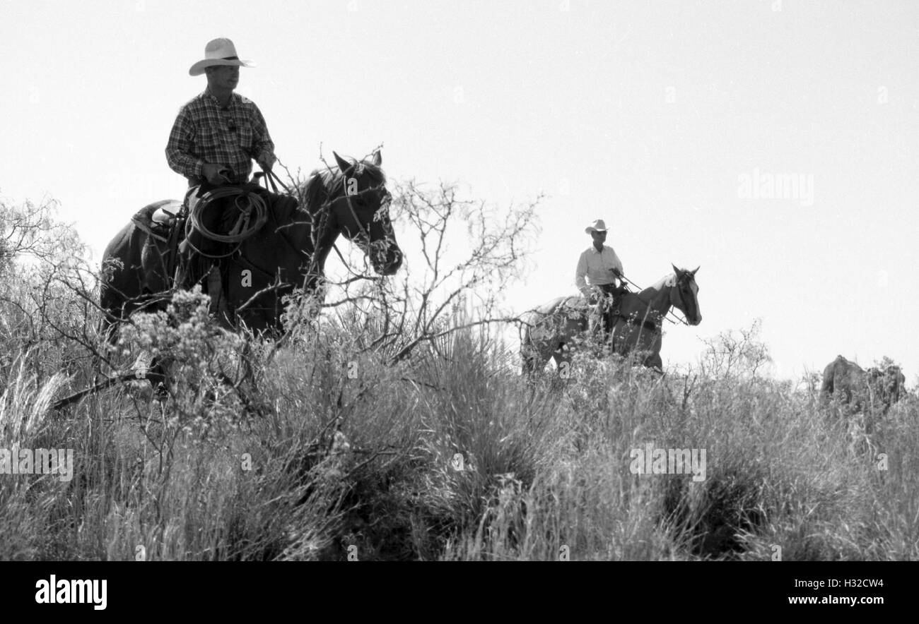 Cowboys cabalgando detrás de las vacas como regresan a los pastos en la Campbell Ranch tras una primavera branding Cerca Clarendon, TX (captura de b&w negativo), circa 1998 Foto de stock