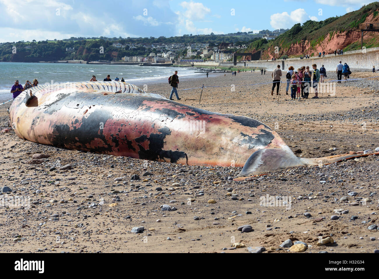 Ballena de Aleta muerta vararon cerca Dawlish South Devon UK Foto de stock