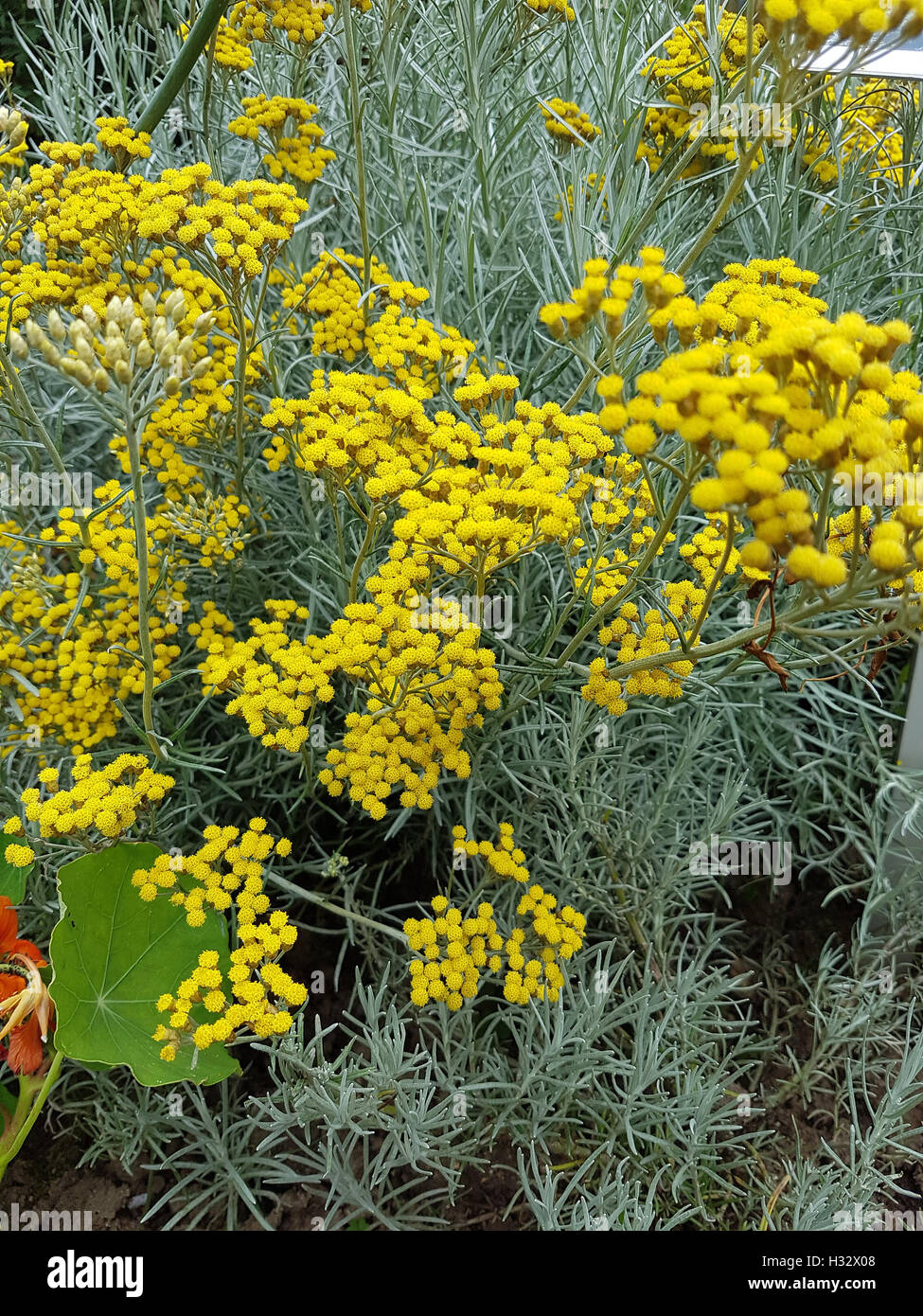 Helichrysum italicum Currykraut;,;;; Kuechenkraut Gewuerz Kuechenkraeuter Foto de stock
