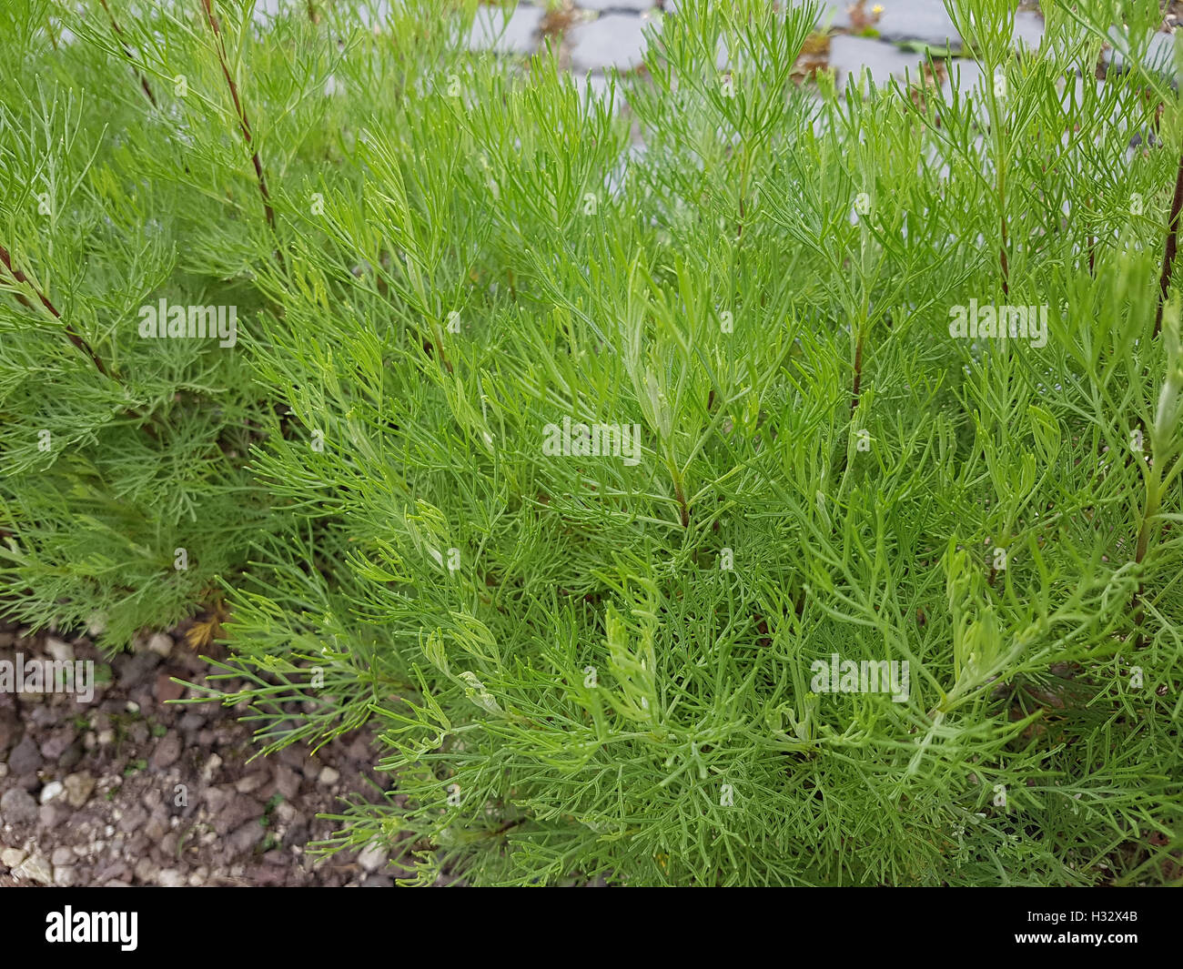 Artemisia abrotanum Eberraute;,;; Heilpflanze Duftkraut Foto de stock