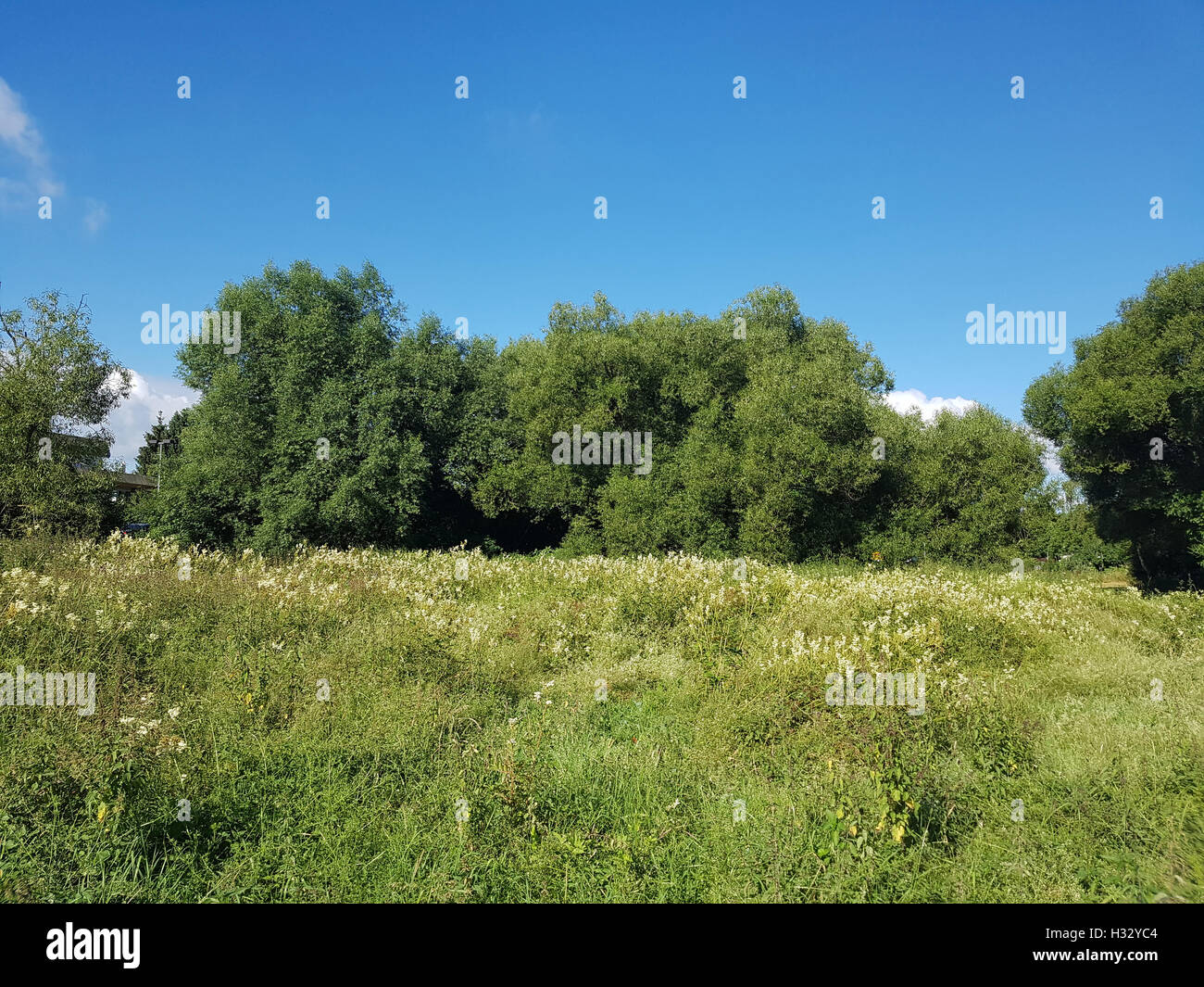 Silberweide; Salix alba; Blatt; Laubbaum, Heilpflanze Foto de stock