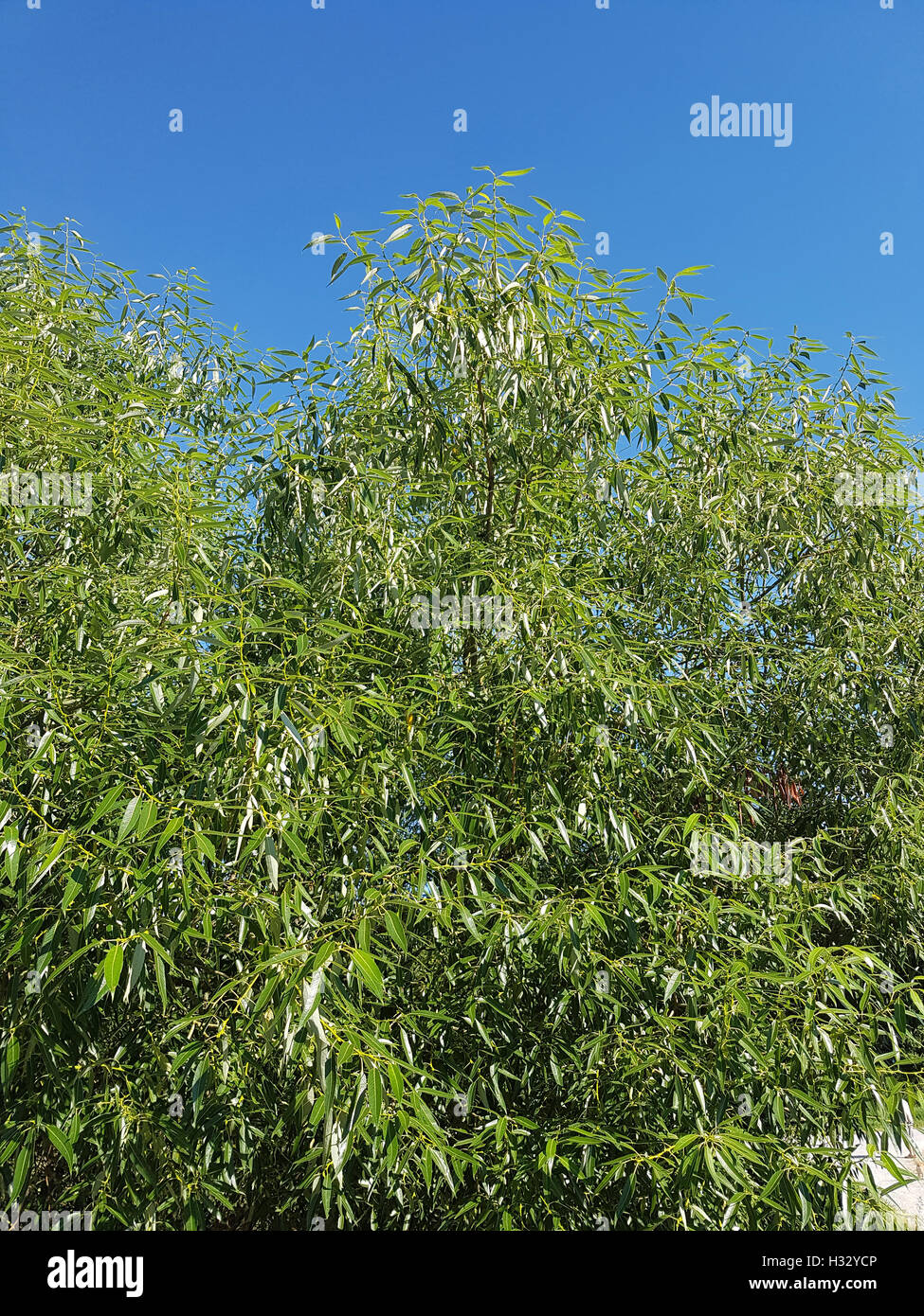 Silberweide; Salix alba; Blatt; Laubbaum, Heilpflanze Foto de stock