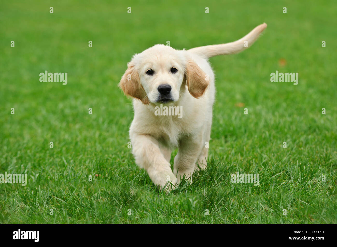 Cachorro de golden retriever fotografías e imágenes de alta resolución -  Alamy