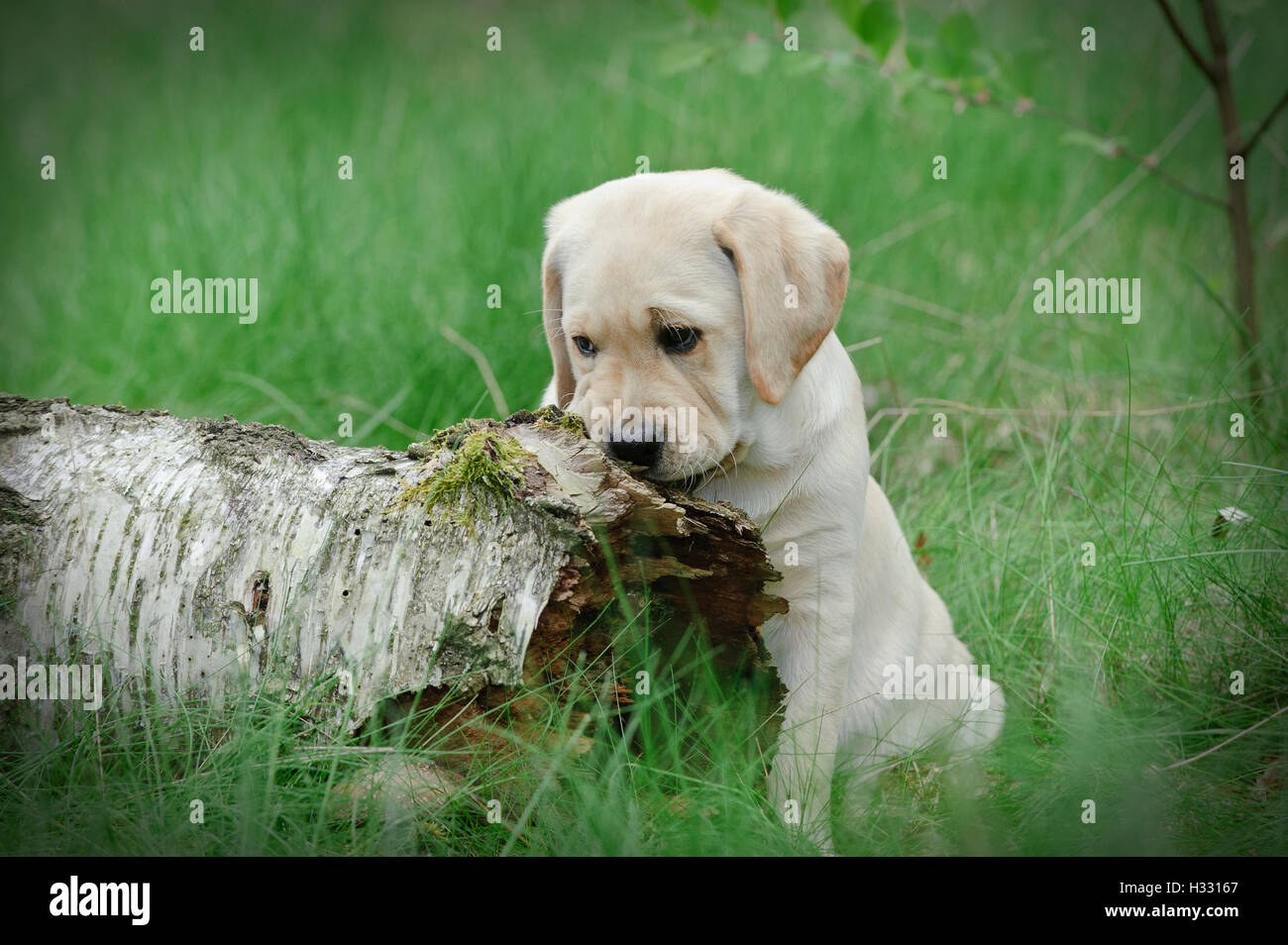 Cachorro labrador retriever amarillo Foto de stock