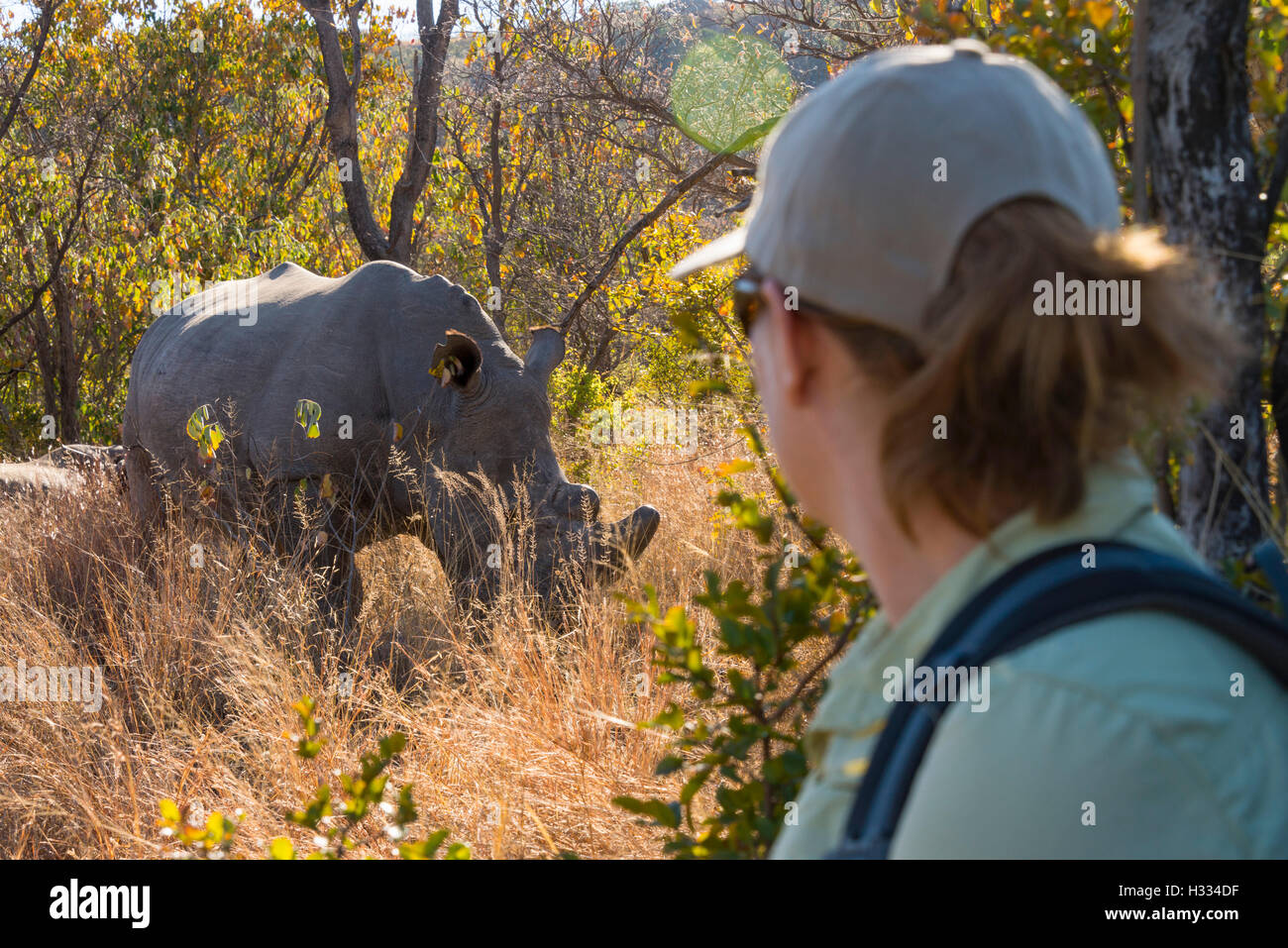 Rinoceronte blanco viendo turísticos a pie safari Foto de stock