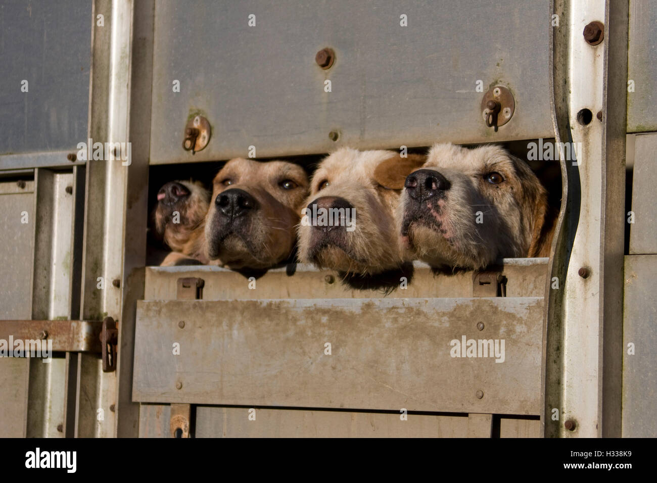 Fox Hunt hounds transportados, cabezas a través de rieles de remolque en cuadro de caballos Foto de stock