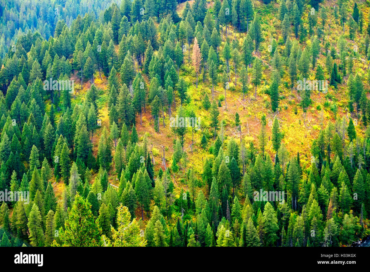 Bosque de pinos verdes en la montaña en otoño con colores y belleza Foto de stock
