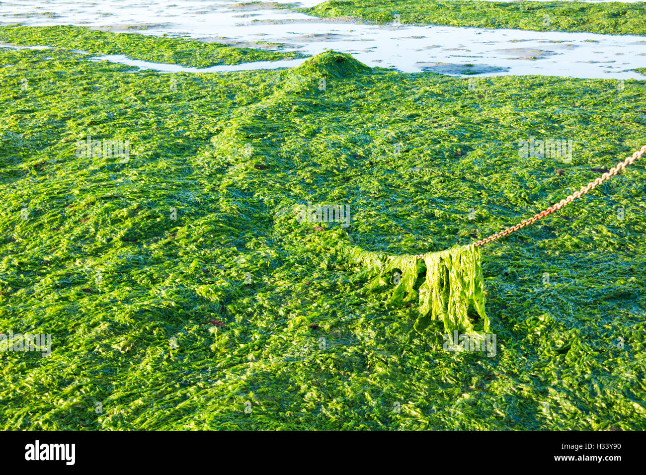 Cadena de ancla cubiertos con lechuga de mar en pleamar de agua salada en la marea baja de Waddensea, Países Bajos Foto de stock