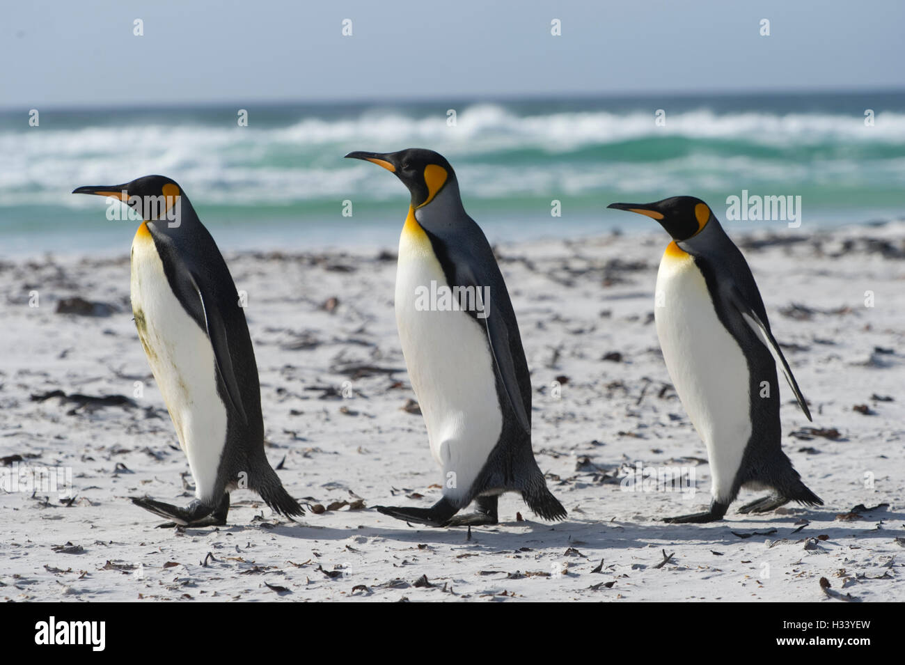 .Stanley, Islas Malvinas.Pic muestra pingüinos rey y sus jóvenes a punto de Voluntariado Foto de stock