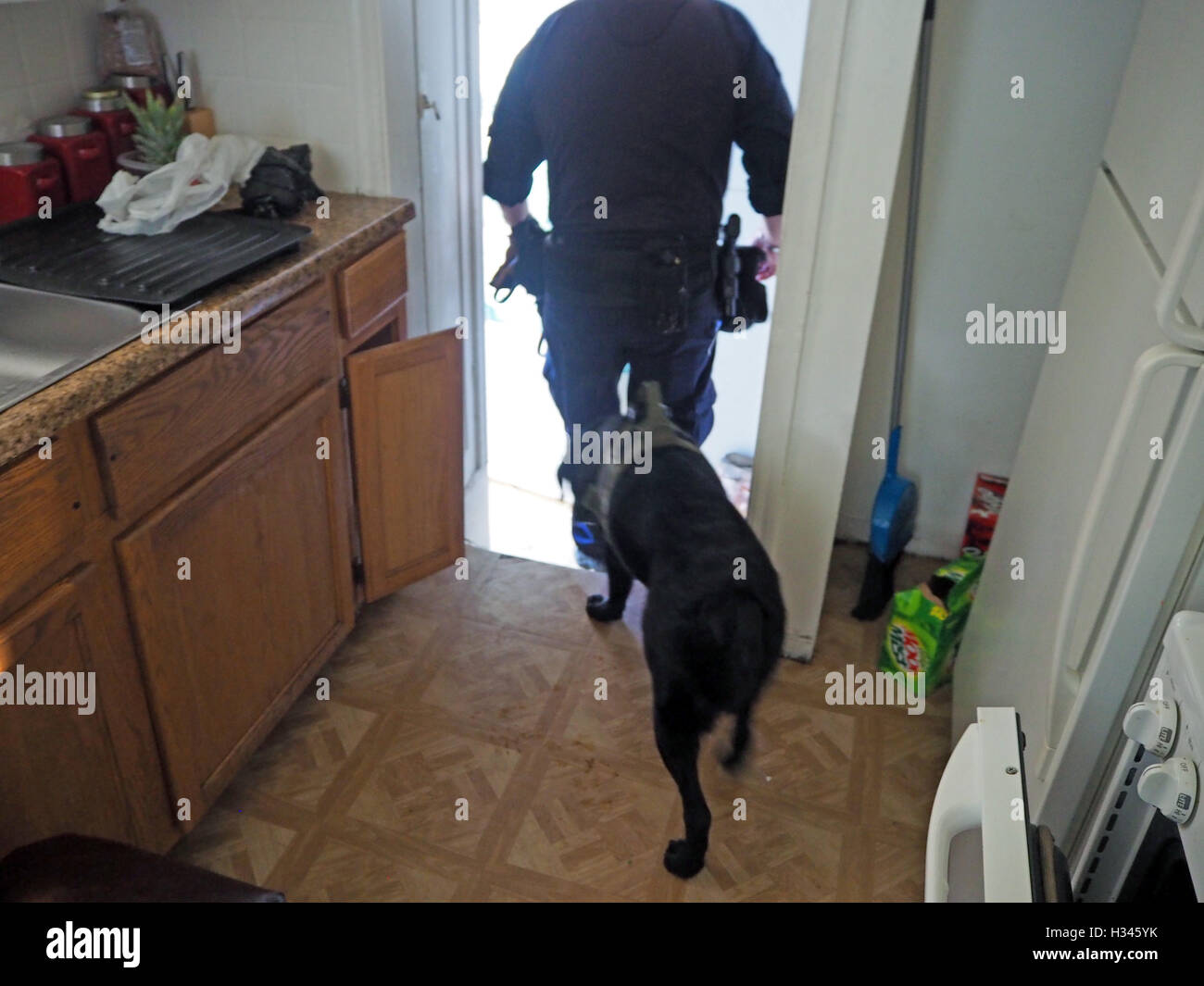 K9 perro policía busca un registro domiciliario, Detroit, Michigan, EE.UU. Foto de stock