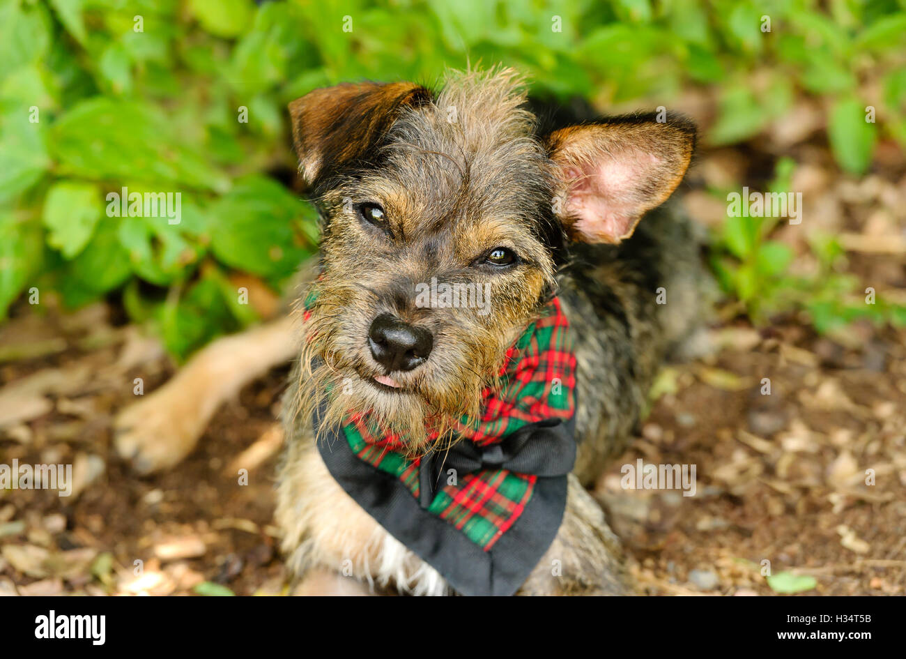 Perro curioso es un lindo Terrier mirando con amor y curiosidad en sus ojos. Foto de stock