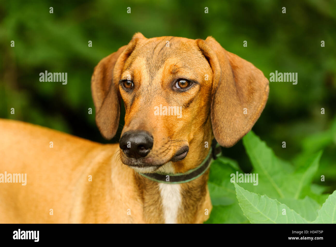 Cara de perro sabueso es un hermoso perro mirando muy sereno como él es al aire libre en la naturaleza. Foto de stock