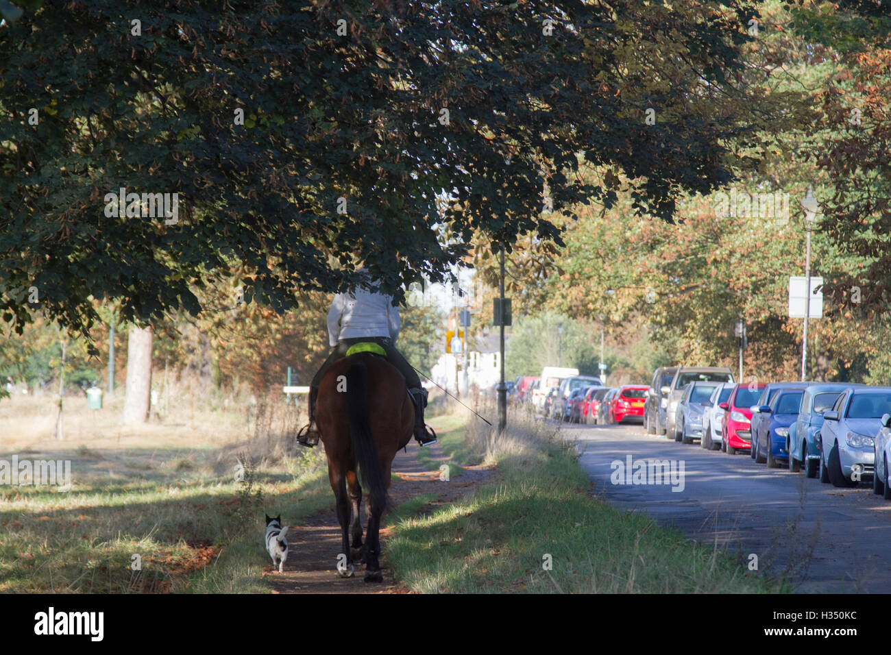 Wimbledon en Londres, Reino Unido. 4º de octubre de 2016. Los jinetes de la Wimbledon establos disfrutar montando en Wimbledon en la mañana de otoño Sol Crédito: amer ghazzal/Alamy Live News Foto de stock