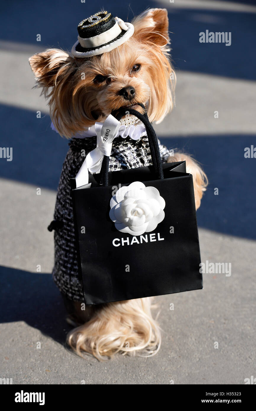 Chanel dog fotografías e imágenes de alta resolución - Alamy