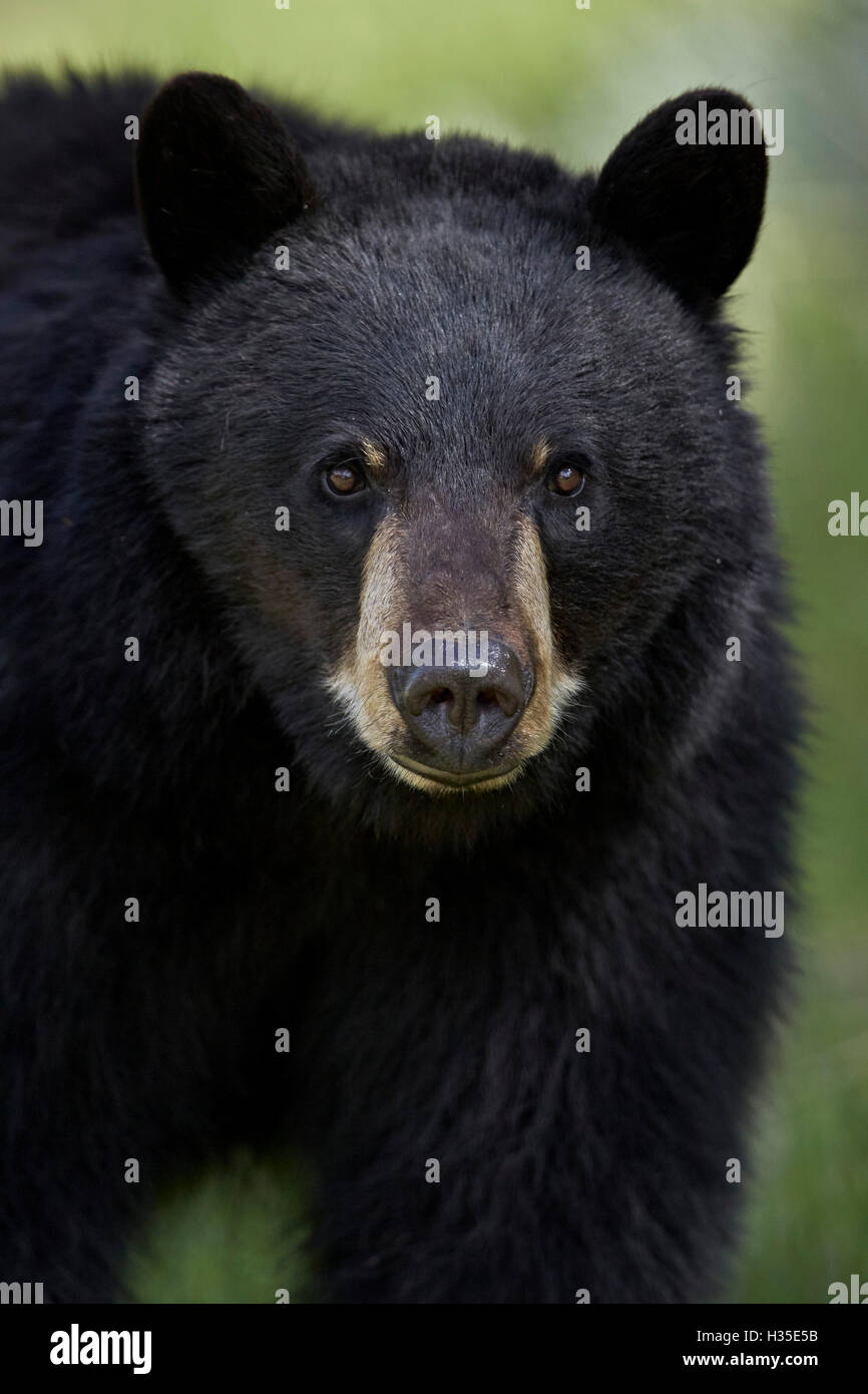 Oso negro (Ursus americanus), el Parque Nacional Yellowstone, Wyoming, EE.UU. Foto de stock