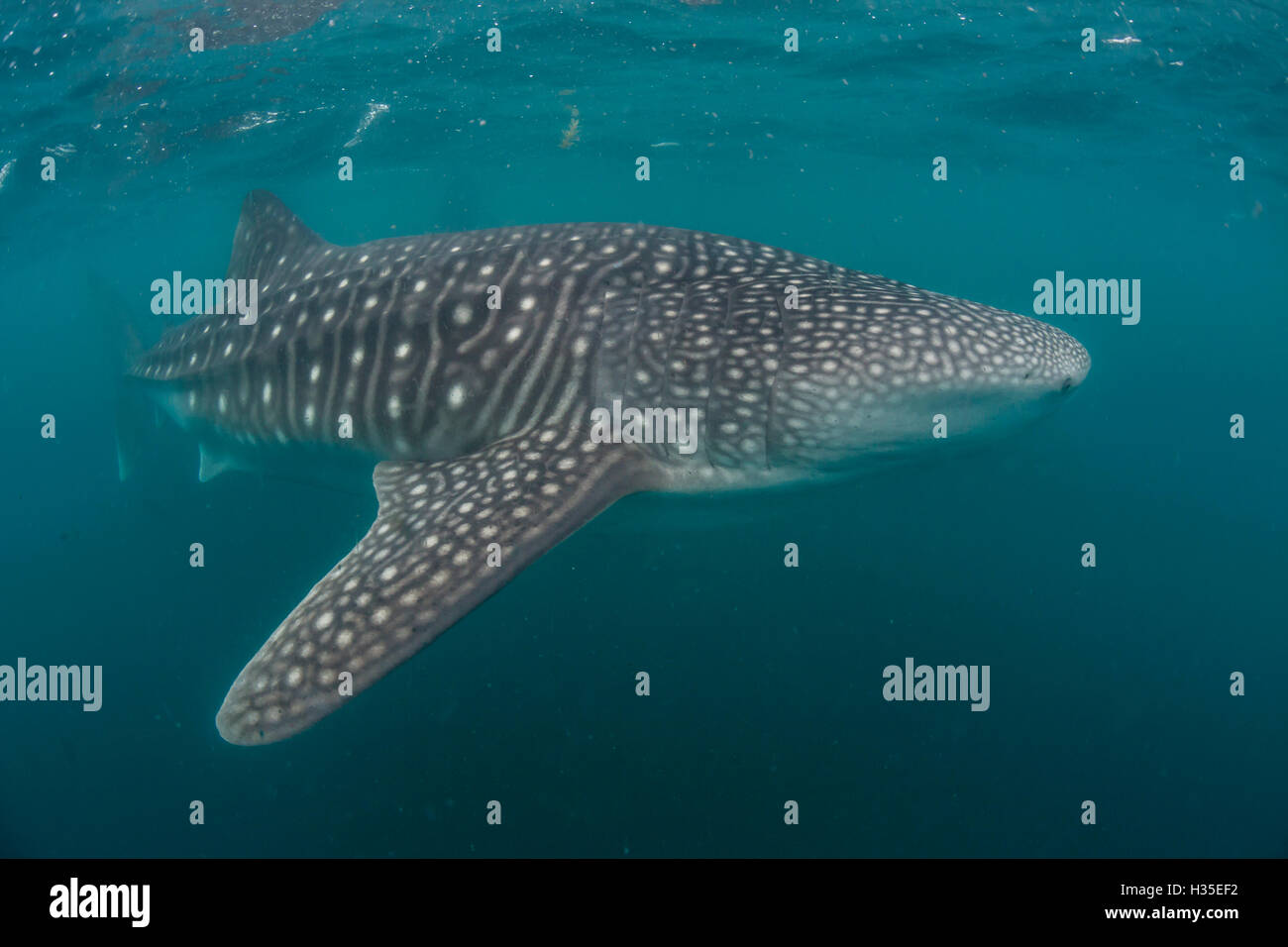 Tiburón ballena (Rhincodon typus), el filtro de alimentación apagado subacuático El Mogote, cerca de la Paz, Baja California Sur, México Foto de stock