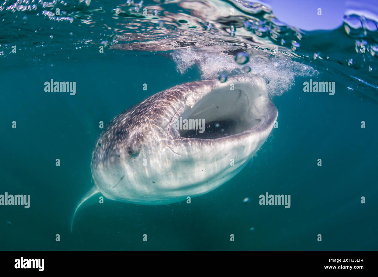 Tiburón ballena (Rhincodon typus), el filtro de alimentación apagado subacuático El Mogote, cerca de la Paz, Baja California Sur, México Foto de stock