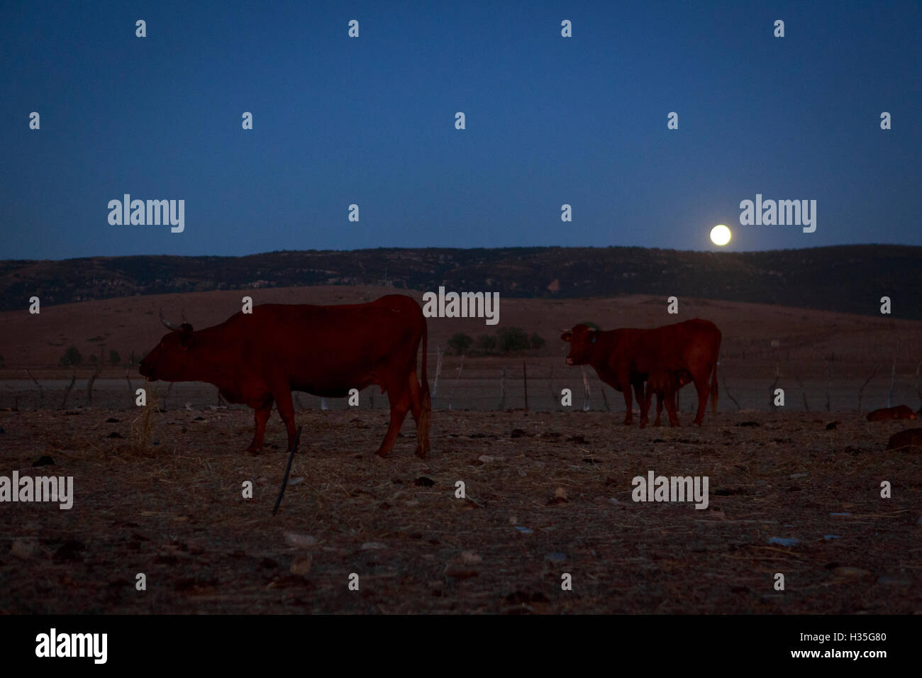 Andalucía, España. Una vista general de las vacas en el campo con una luna llena. Pako Mera Foto de stock