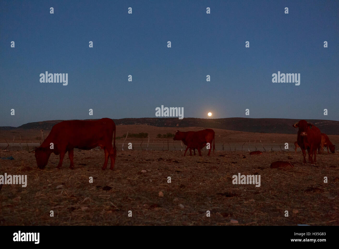 Andalucía, España. Una vista general de las vacas en el campo con una luna llena. Pako Mera Foto de stock