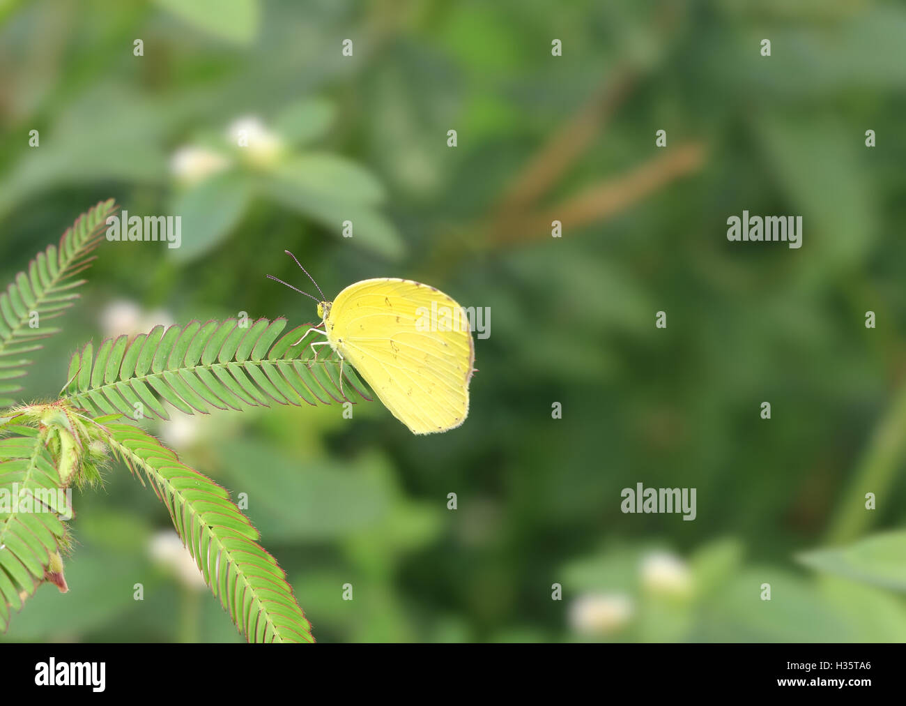 Amarillo azufre nublado, Colias Mariposa euxanthe, sentado en una rama de Bush Foto de stock