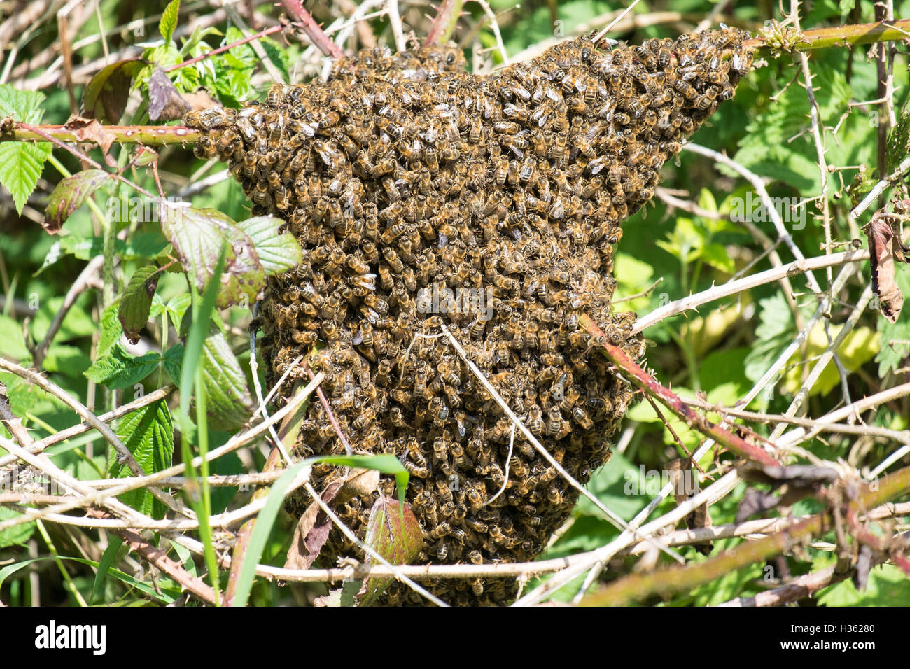 Enjambre de abejas en reposo en algunas zarzas en Aberdare, Gales Foto de stock