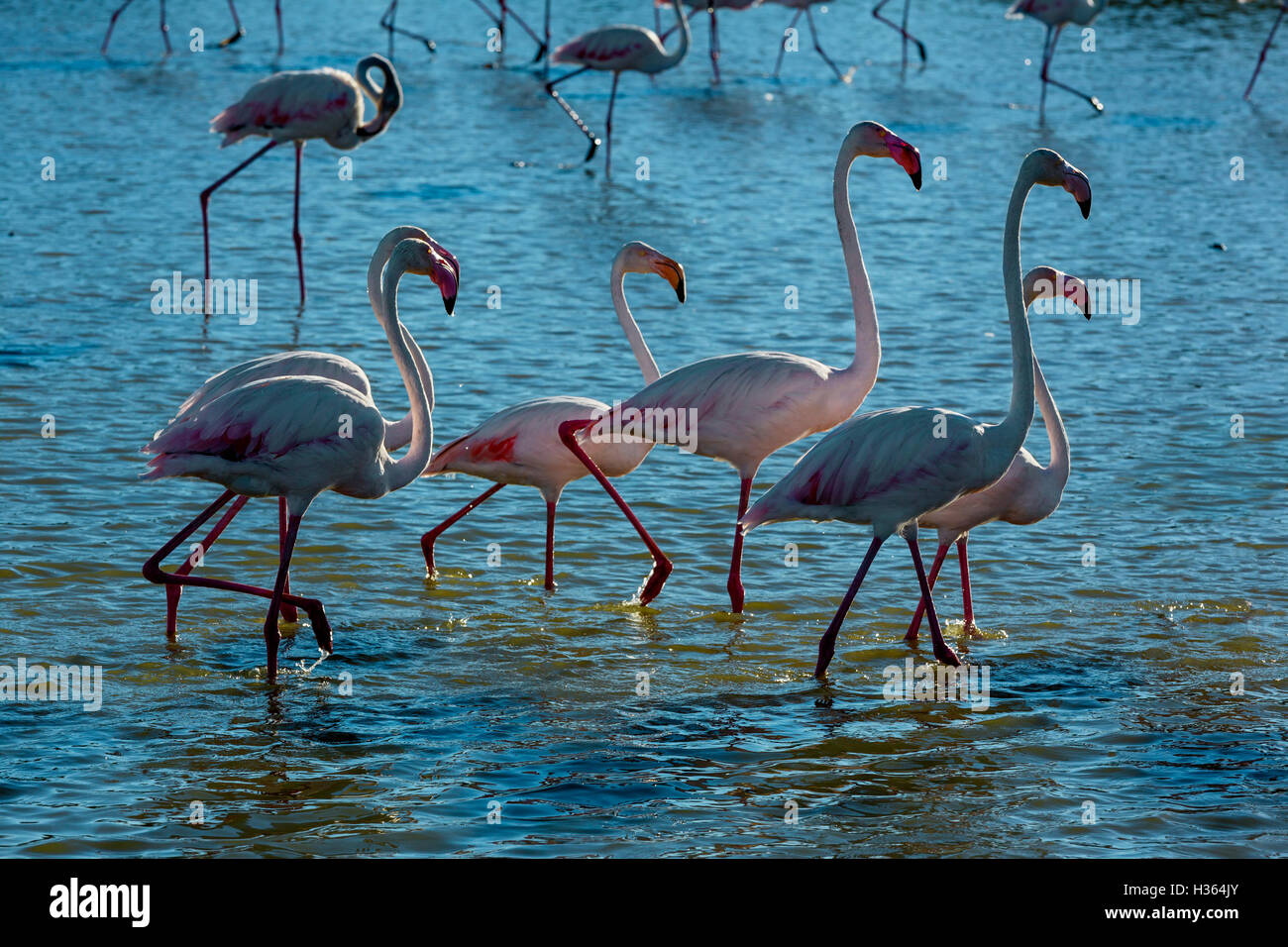 Mayor flamencos, Phoenicopterus roseus,Pont De Gau,Camargue, Francia Foto de stock