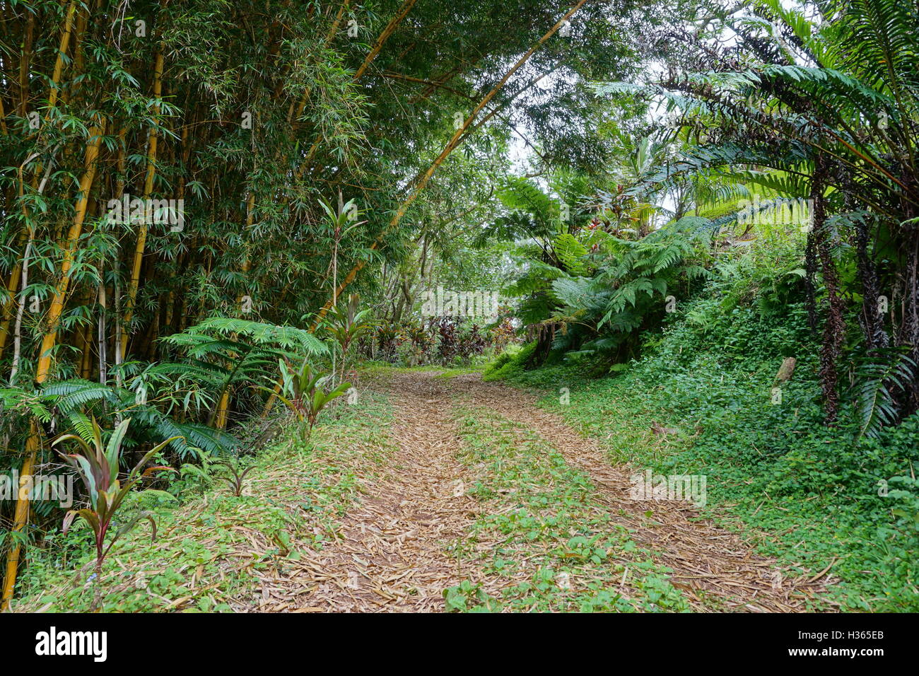 La vegetación tropical y un camino que conduce a las alturas de la isla Rurutu, Pacífico Sur, austral archipiélago, Polinesia Francesa Foto de stock