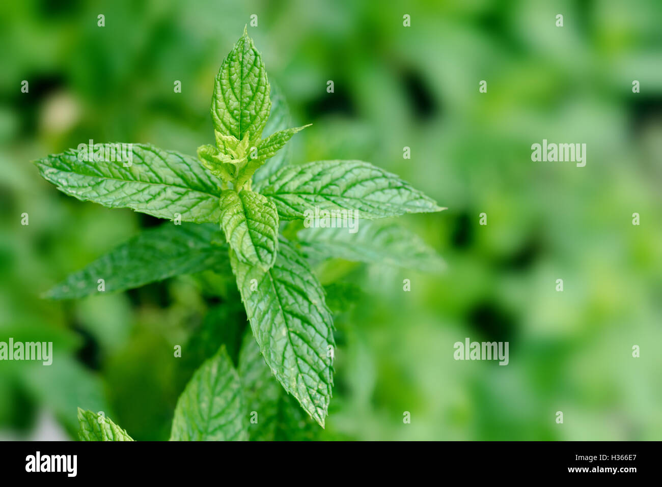 Mint Mentha peperita planta de menta en el jardín Foto de stock