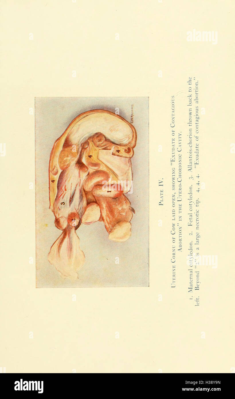Las enfermedades de los órganos genitales de los animales domésticos de BHL213 Foto de stock