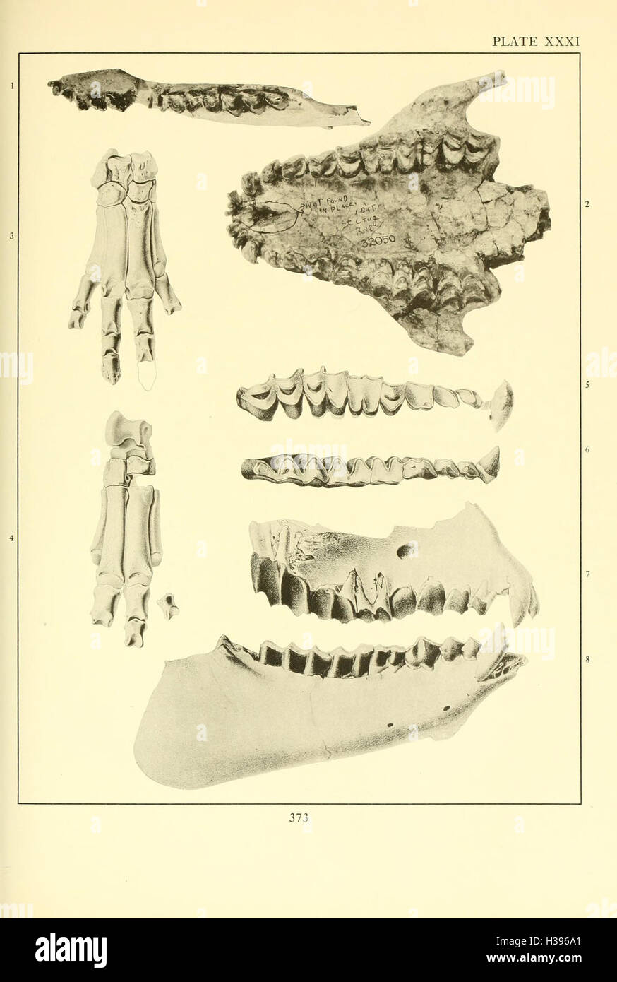 La Merycoidodontidae, un grupo extinto de mamíferos rumiantes (página 373) BHL107 Foto de stock
