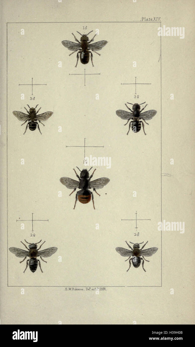 Las abejas británico- Una introducción al estudio de la historia natural y la economía de las abejas indígenas de las Islas Británicas BHL190 Foto de stock