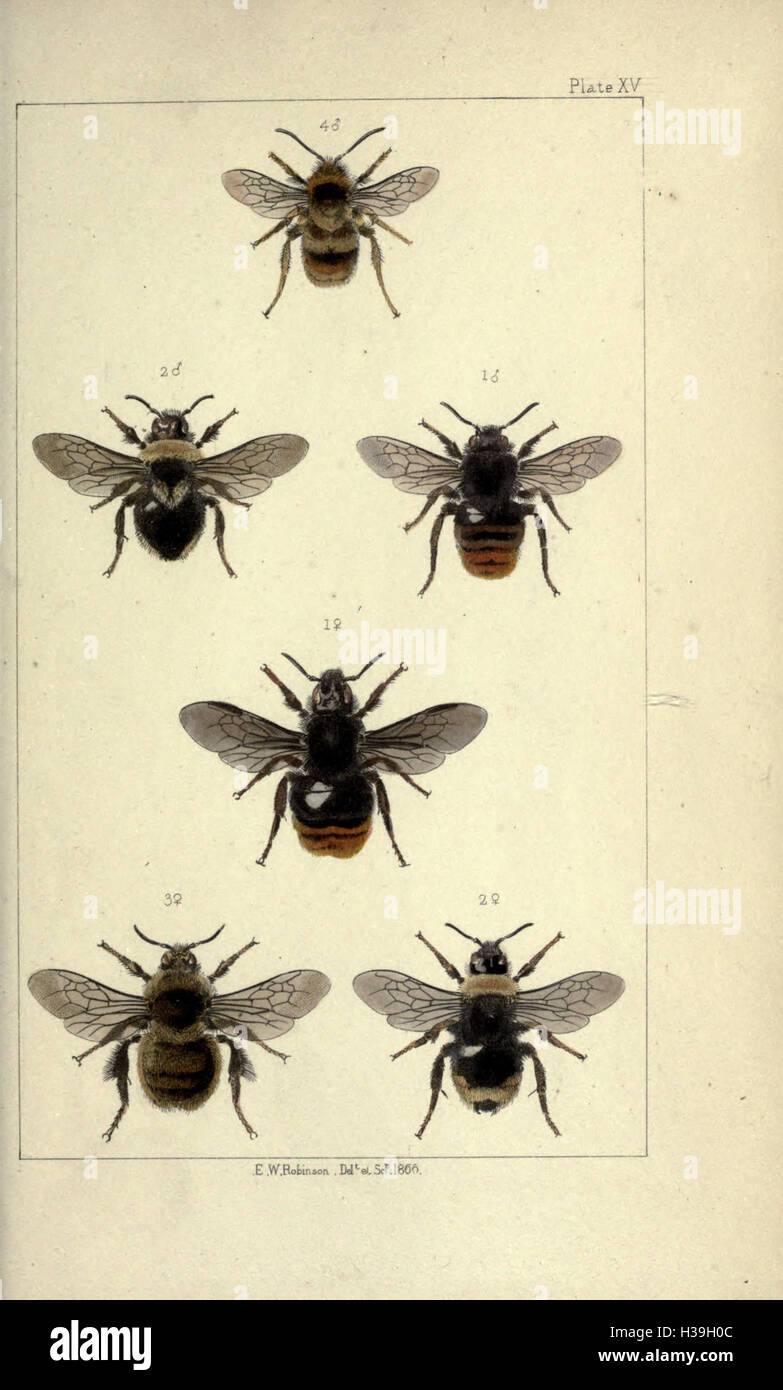 Las abejas británico- Una introducción al estudio de la historia natural y la economía de las abejas indígenas de las Islas Británicas BHL190 Foto de stock