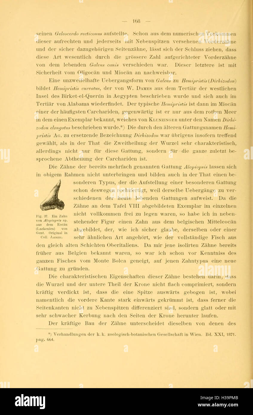 Die eocänen Selachier vom Monte Bolca (página 168, Fig. 37) BHL85 Foto de stock