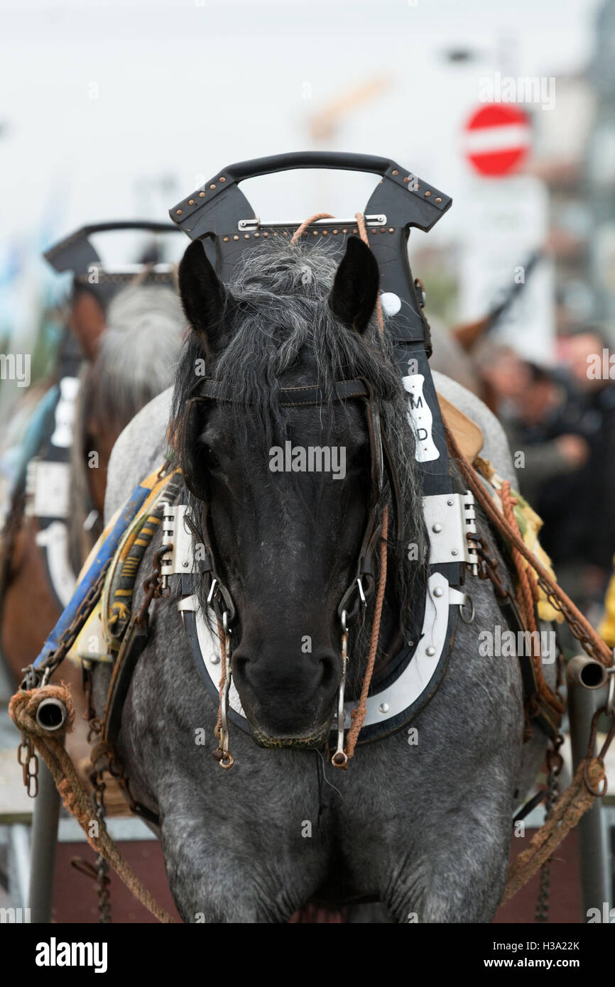 Los pescadores de camarón caballo Bélgica Brabant UNESCO mar Fotografía de  stock - Alamy