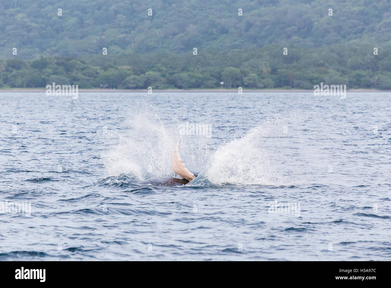 Fin de una ballena jorobada golpea la superficie de los océanos frente a la costa de Guanacaste, Costa Rica. Foto de stock