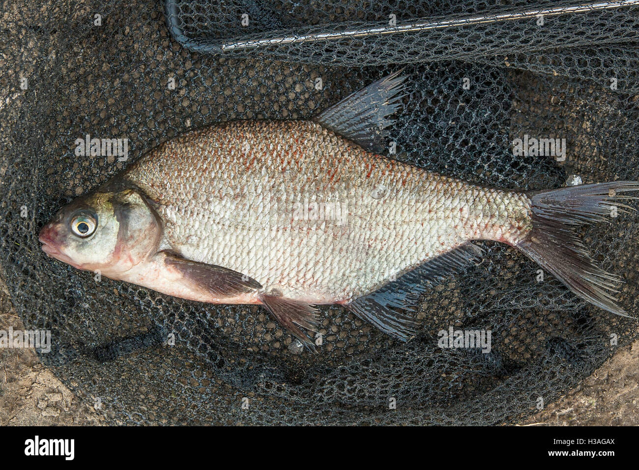 Los peces de agua dulce sólo tomadas desde el agua. Varios peces de besugo y plata dorada o besugo blanco sobre fondo natural. Foto de stock