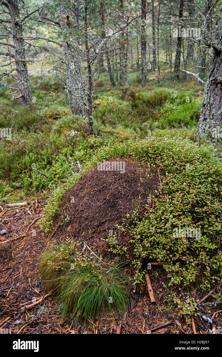 Antiguo hormiguero cubierto de hormigas de madera roja / caballo hormiga (Formica rufa) hecha de acículas de coníferas en el bosque Foto de stock