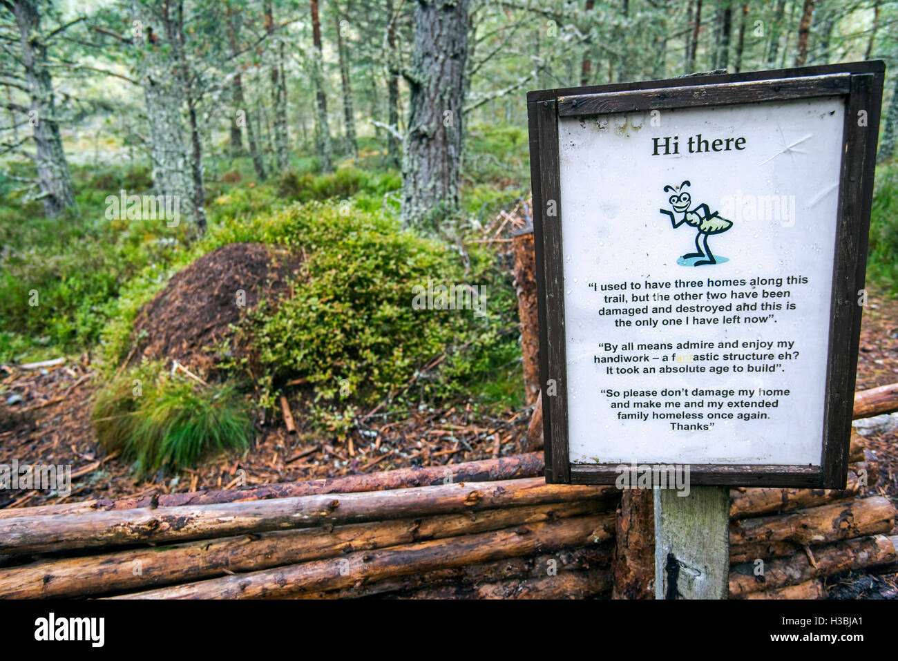 Señal de advertencia cerca vallada hormiguero de hormigas de madera roja / caballo hormiga (Formica rufa) hecha de agujas de pino en el bosque Abernethy, Escocia Foto de stock