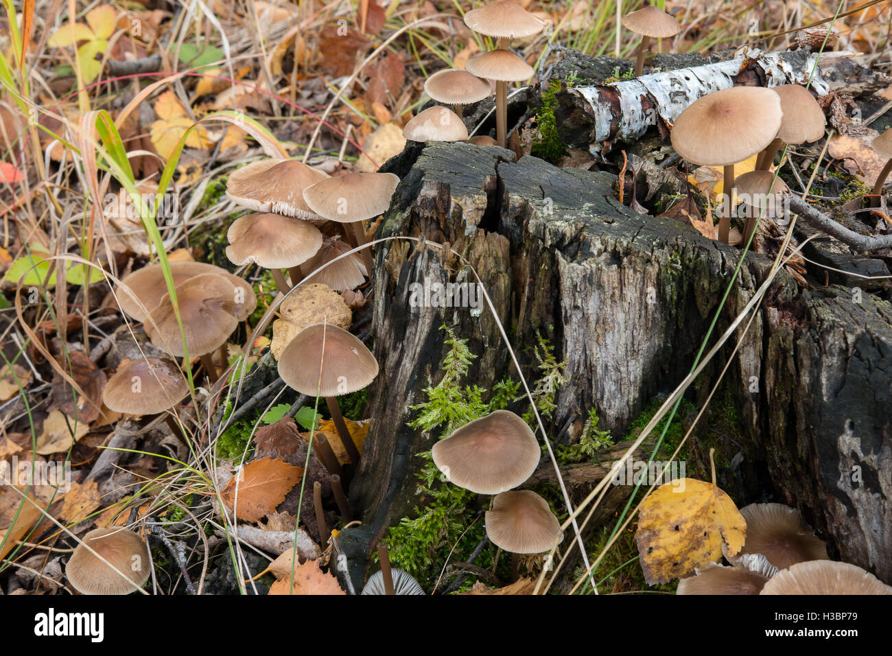 Setas venenosas crecen en viejo tocón en el bosque Foto de stock