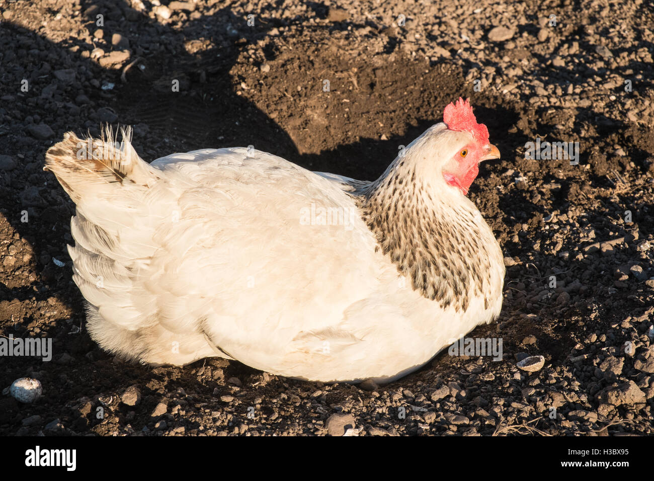 Gallina sussex fotografías e imágenes de alta resolución - Página 8 - Alamy