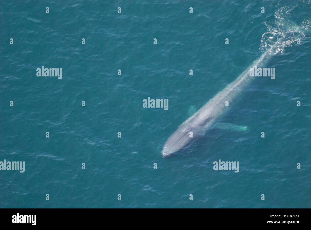 La Ballena Azul adulta((Balaenoptera musculus) Vista aérea de las Islas del Canal, California, EE.UU. Foto de stock
