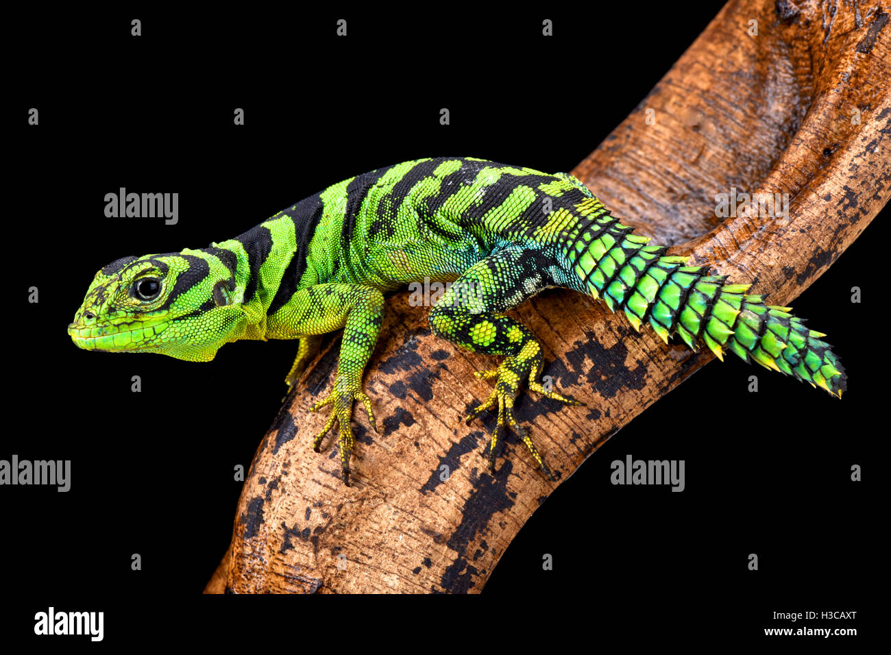 Verde, iguana thornytail Uracentron azureum, Foto de stock