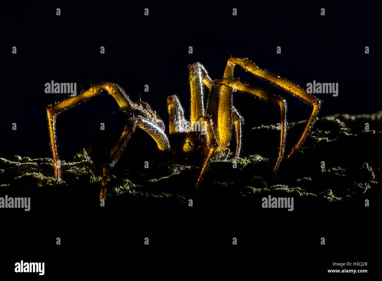 Ampliación extrema - Creepy spider, retroiluminado Foto de stock