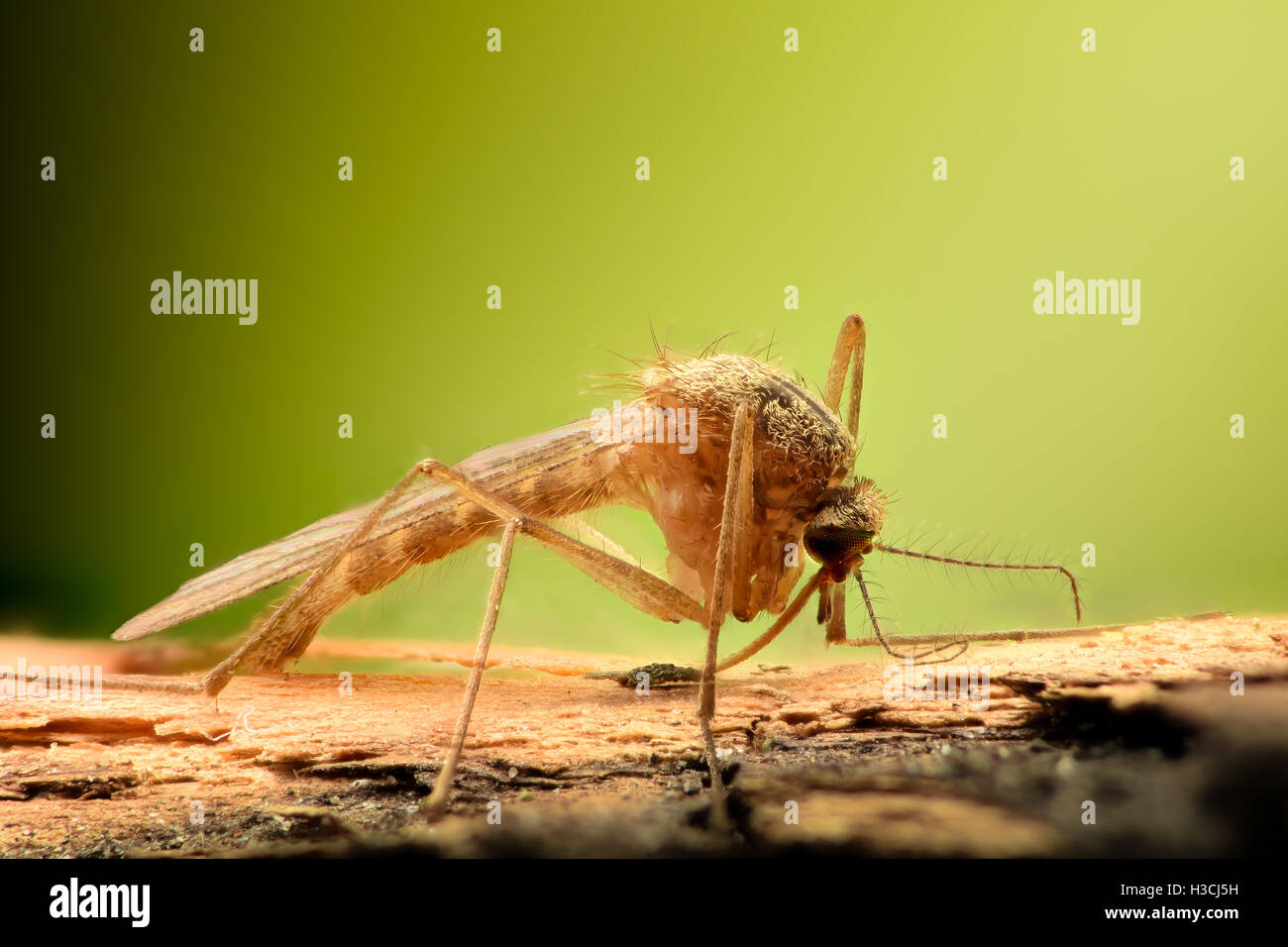 Ampliación extrema - Mosquito en una sucursal Foto de stock