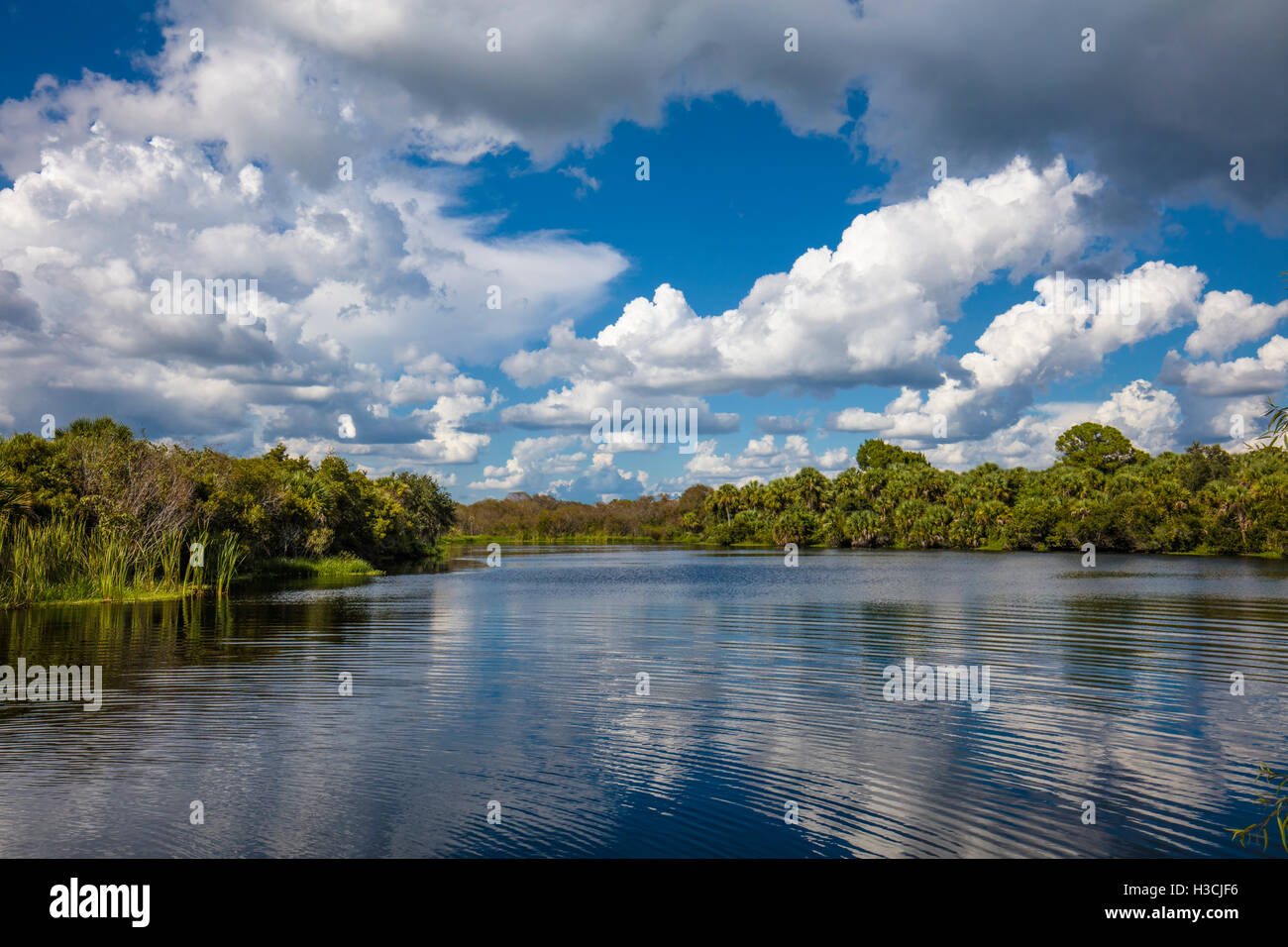 Deer Creek Preserve la pradera Florida en Venecia. Foto de stock