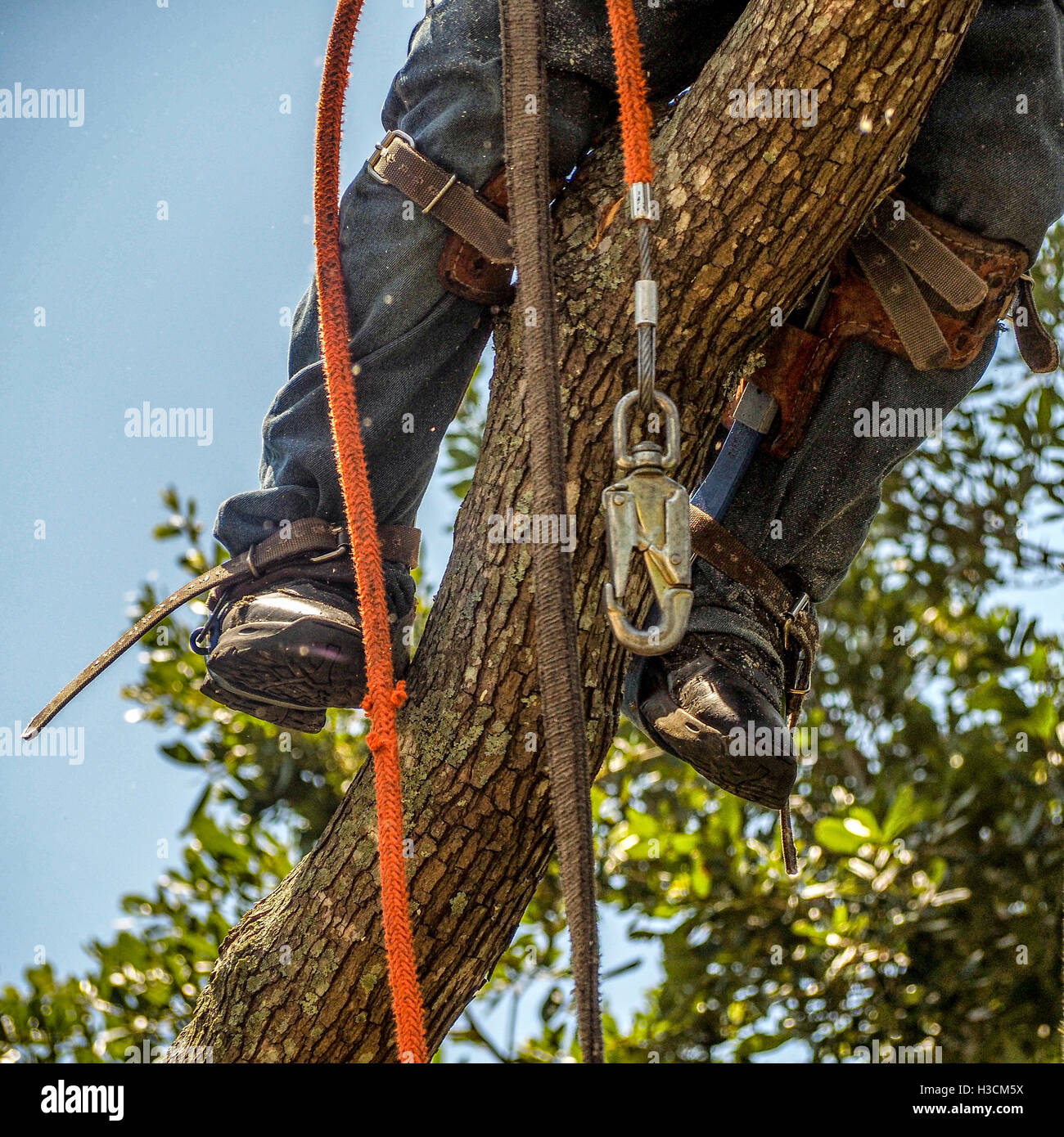 Las piernas del trabajador trepar a un árbol con cuerdas Foto de stock