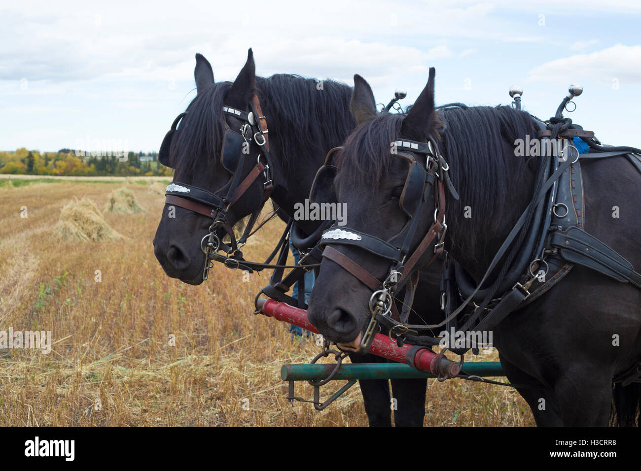 Equipo de caballos Percheron aprovechado y en el trabajo durante la demostración de la cosecha de otoño de los viejos tiempos en las praderas de Alberta Foto de stock