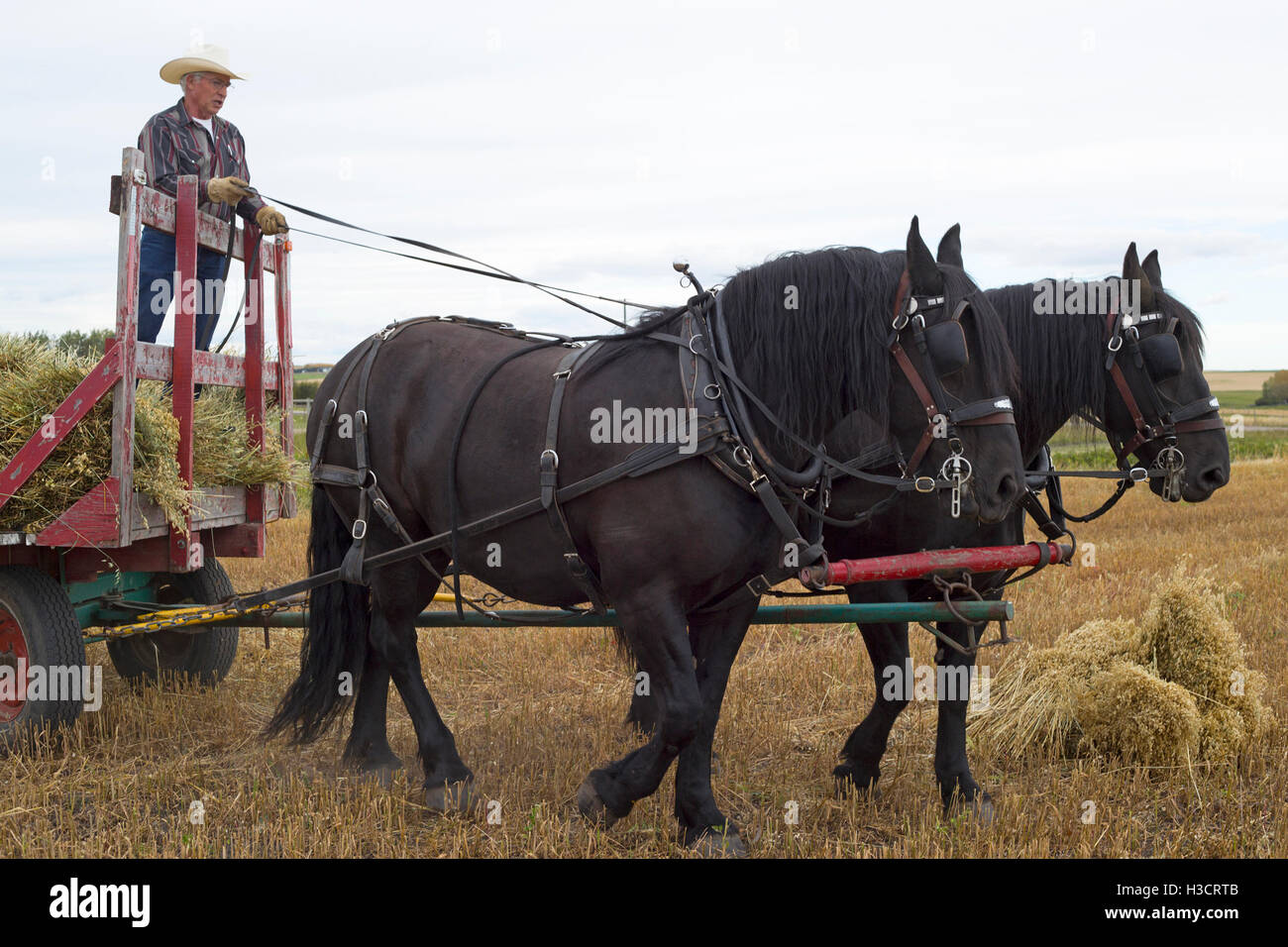 Hombre conduciendo un carro tirado por caballos con el equipo de dos caballos Percheron para recoger garabatos durante la cosecha en las tierras de labranza de Alberta, al oeste de Canadá Foto de stock